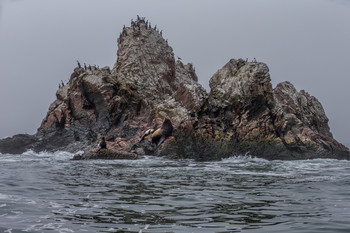 Островок в Охотском море / Сивучи и морские птицы облюбовали это место