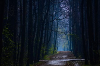 В темно-синем лесу / лес, деревья, природа, пейзаж, дорога, свет