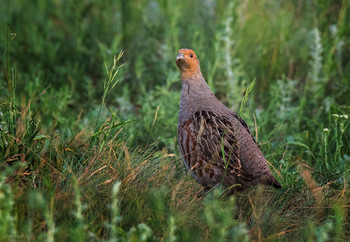 Смотрит, но не видит / Серая куропатка, пока еще обычная птица степей