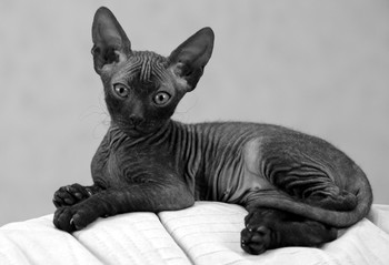 Баксик / домашняя съёмка