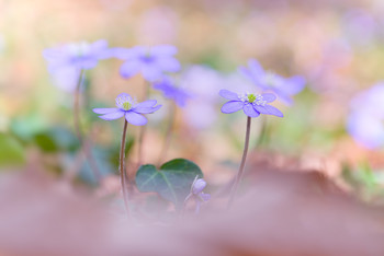  / Frühling