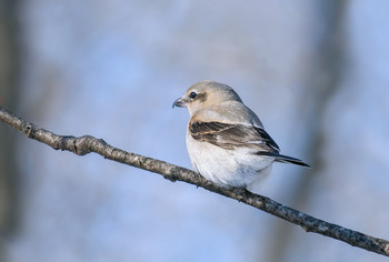 Northern Shrike (Lanius borealis) / Северный сорокопут
Несколько недель назад я сделал несколько снимков Eastern Kingbird (королевская птица), хотя и был сильно удевлен ее появлению Зимой
Но рассматривая снимки дома, меня удивил загнутый клюв , что не свойствено Kingbird , да еще иные мелкие различия в окрасе оперения
Долгие поиски увенчались успехом-Северный сорокопут , водится в Северной Америке и Сибири.
Возможно это самая маленькая хищная птица
За этой птицей закрепилось прозвище winter butcherbird-птица мясник
Питается крупными насекомыми, мелкими птицами, рептилиями и млекопитающими. 
\Крупная добыча предварительно накалывается на какой-либо острый предмет — шипы растений, колючую проволоку и т. п. 
После этого перед употреблением в пищу она разрывается на части с помощью клюва.
Иногда выедается только мозг...