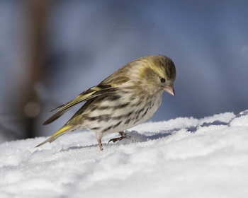 Охотник за семечками / Птица чиж (Carduelis spinus) 
 
Птичка чижик относится к семейству вьюрковых отряда воробьиных. Как все птицы этого отряда, она не отличается большими размерами. Длина ее тела обычно достигает 12 см, весит она примерно 12-14 г. 
Чиж — птица певчая, веселая, бойкая и общительная. Приятно посмотреть на то, как переговаривается стайка желто-зеленых птичек, перепрыгивая с ветки на ветку.
Март, 2019