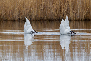Гузки-лебеди / ***