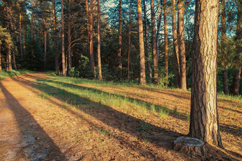 Длинные тени мая / Вечером в сосновом бору.