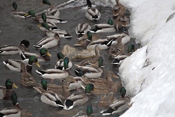 Видимо невидимо / Зимняя тусовка