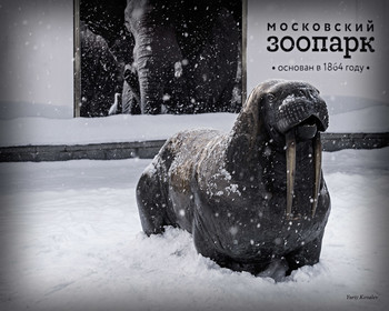 Московский зоопарк / Показываю 5-ть фотографий из московского зоопарка.