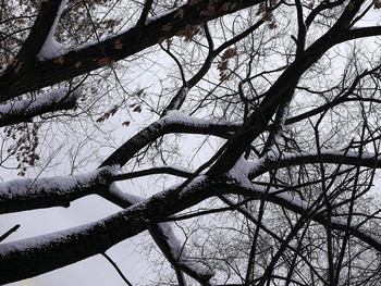 Ветви / 2019-02-27-25-C000-076+C+500