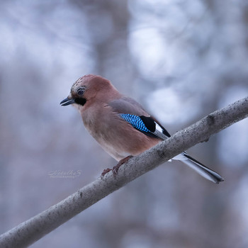 Сойка / Со́йка (также обыкновенная сойка, лат. Garrulus glandarius) — птица рода соек семейства врановых отряда воробьинообразных. 

✏Свое причудливой название лесная птица сойка получила от формы древнерусского глагола, родственного современному «сиять», за яркие перья и живой нрав. 
✏ Черно-синие, голубые и белые пятна, или зеркальца, украшают сойку, размер которой не превышает 40 см с хвостом. 
✏ Чуткая сойка все видит и слышит самой первой. Беспокойный и осторожный характер птицы сделали ее сигнальщиком опасности для всех других обитателей леса. 
✏ Пересмешницей называют красавицу за талант подражать другим голосам и звукам.