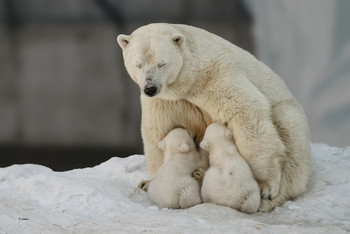 новое потомство / полярные медведи - мама и приплод