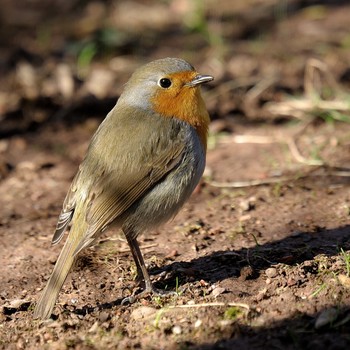 Зарянка (лат. Erithacus rubecula) / Зарянка (лат. Erithacus rubecula)