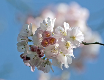 &nbsp; / Почище снега, проблеском весны,
чуть розовато-белым расцветая.
Под небом сакура, далекой стороны,
цветет рассветы первые встречая.
(инет)