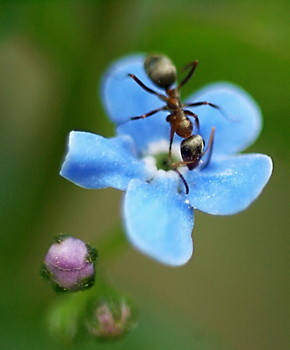 Незабудка и муравей / Муравей на цветке незабудки