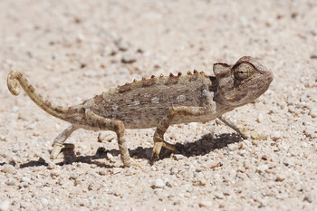Один глаз на Кавказ, а другой в ... / Пустынный хамелеон (chamaeleon namaquensis)
Крупный (18-22 см), короткохвостый, земноводный. Голова большая с мощными челюстями. Панцирь маленький. 12-14 крупных шишек вдоль позвоночника. Питается большим количеством кузнечиков, жуков, и даже ящерицами и змеями. Наиболее энергичный и грозный среди хамелеонов. Живет в жарких пустынях и вдоль побережья. Размножается в течение всего года, откладывая несколько кладок по 20 яиц, закапывая их в песок.