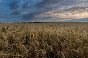 Июльское утро / There I was on a July morning
Looking for love
With the strength
Of a new day dawning
And the beautiful sun

At the sound
Of the first bird singing
I was leaving for home
With the storm
And the night behind me
And a road of my own