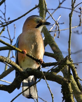 Oбыкновенная сойка /лат. Garrulus glandarius/ / Oбыкновенная сойка /лат. Garrulus glandarius/