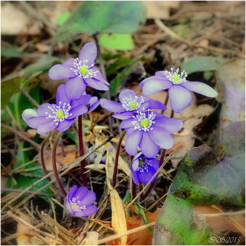 весеннее / ***