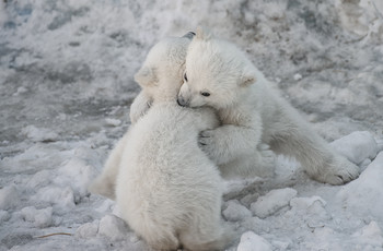 братские обнимашки / детёныши полярных медведей