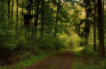 Загулял сентябрь . / Лесной осенний пейзаж .