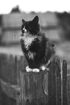 &nbsp; / катафей