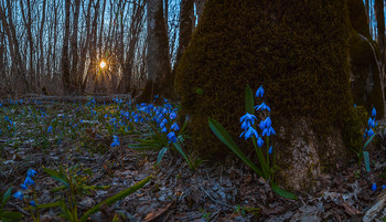 Весенний лес на Ставрополье / Пролеска сибирская (лат. Scilla siberica) —вид рода Пролеска (Scilla).
В этот раз, выезжая на природу, я ставил цель для себя. Заснять общий вид - цветущие ковры синих пролесков в лесу. Передать то ощущение, когда охватывает восторг — «Смотри сколько цветов!». Идёшь по лесу, посматривая под ноги, стараясь не наступить на живые пролески. Хотя не нужно куда-то идти, просто хочется присесть около дуба, рядом с этим весенним цветением и в одиночестве насладиться чудом. Закатное солнце садится, пробивается сквозь стволы деревьев, освещая золотыми пятнами всю картину.
Государственный природный заказник краевого значения «Русский лес». 31 марта, 2019 год. 
Из фототура «Удивительное Ставрополье». Описание: https://vk.com/topic-69994899_39416499 (контакт) и https://web.facebook.com/notes/фотохудожник-фёдор-лашков/фототур-удивительное-ставрополье-весна-лето/2179523828973915/ (фейсбук).