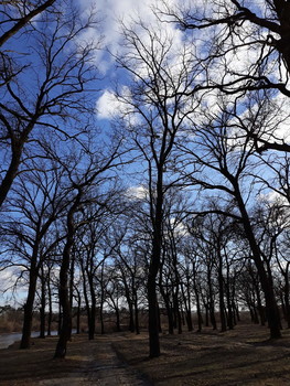 Воздух чист и прозрачен / Скоро скоро молодая листва заблестит веселым блеском изумруда