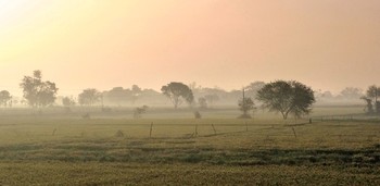 Нежные краски туманного утра / Нежные краски туманного утра по дороге в Агру
