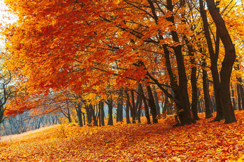 ... осень - &quot;рыжая плутовка&quot;. / листья, деревья.
