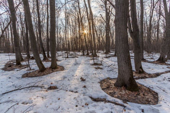 Апрельский лес / 13 апреля 2019, Самара