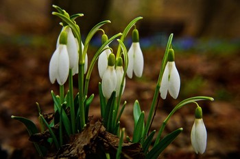 Весна ещё в начале... / Весенние первоцветы