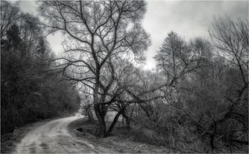 На краю леса / ***