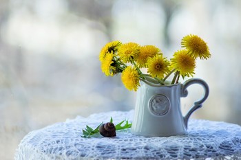 первые одуванчики этой весны / ***