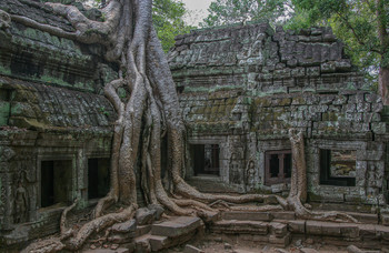 Спилить нельзя оставить / Храм Та Прохм, археологический парк Ангкор (Angkor Archaeological Park)