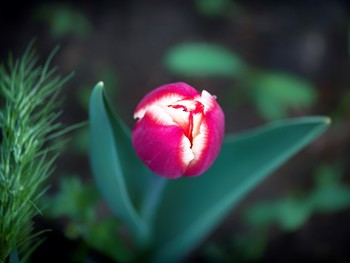 цветы, растения / Город Евпатория, весна 2019 года от Р. Х.