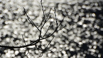 Веточка / Без редакторов