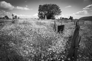 Тишина / Снято на фотоплёнку Adox. Старое кладбище у села Усолье,самарская губ.