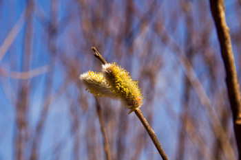С Вербным Воскресеньем! / Красноярский край г.Железногорск