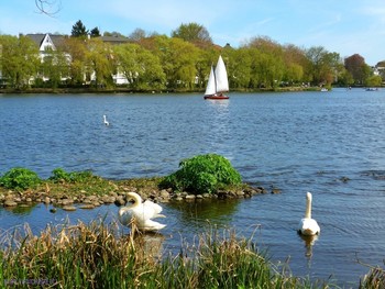 Alster Hamburg / Альбом &quot;Птицы&quot;
http://fotokto.ru/id156888/photo?album=66725
Альбом «Гамбург. Озеро Альстер, каналы»:
http://fotokto.ru/id156888/photo?album=62939