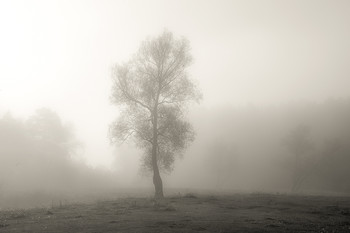 В тумане... / Дерево в тумане