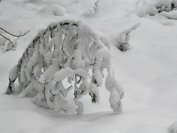 Снежный хищник / Воспоминание о прогулке по снежному парку.