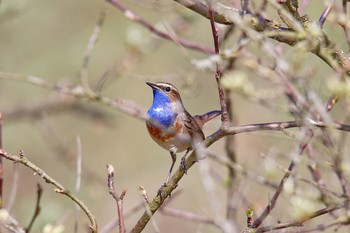 ВАРАКУШКА (Luscinia svecica) / Размером с воробья. Стройная изящная птица с весьма характерной окраской оперения. Оперение самца яркое. Верх головы светло-бурый с темными пестринами, задняя сторона шеи, крылья и спина серовато-бурые. Над глазами четко заметны охристо-белые брови, щеки серовато-бурые. Горло и грудь ярко-голубые, по нижнему краю окантованы рядами черных, белых и рыжих перьев. Посреди горла у большинства птиц имеется белое либо рыжее пятно («звездочка»). Брюшко светлое охристо-серое. Передняя часть брюшка рыжеватая, задняя светлая со слабо заметными продольными пестринками. Хвост ярко-рыжий с черной вершиной и черной полоской посередине. Ноги светло-бурые, клюв почти черный. Самки похожи на самцов, но в оперении их нет голубого цвета, который заменен серыми и черными цветами. Характерна окраска и молодых птиц. Издали они кажутся черными, однако при ближайшем рассмотрении можно заметить, что они рябые, темно-бурые в более светлых оливковых продолговатых пестринах и на взрослых птиц похожи только по рыжине хвоста, в остальном напоминают по окраске скворцов.