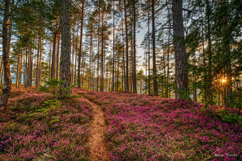 &nbsp; / Wandern bei der Erika Blüte