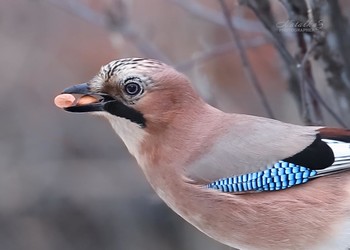 Орешки для сойки / Со́йка (также обыкновенная сойка, лат. Garrulus glandarius) — птица рода соек семейства врановых отряда воробьинообразных. 

✏Свое причудливой название лесная птица сойка получила от формы древнерусского глагола, родственного современному «сиять», за яркие перья и живой нрав.