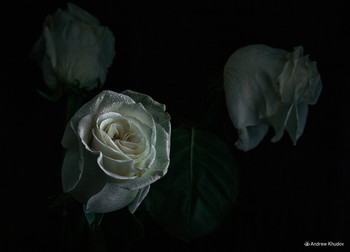Последние розы... / Розы которые мой отец подарил моей супруге в день её рождения..Незнаю почему,но мне захотелось их сфотографировать..Через несколько дней отца не стало.. Теперь это фото напоминает мне отца..Такая печальная история..