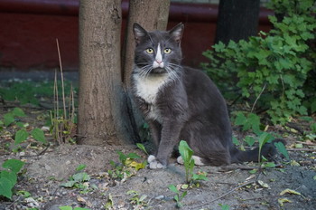 Кот / 20, проспект Жюкова, Хорошево-Мневники, Москва http://wikimapia.org/#lang=ru&amp;lat=55.776718&amp;lon=37.486038&amp;z=17&amp;m=ys