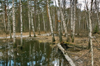 Апрель. / Томская область.