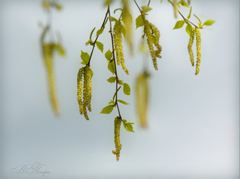 Весеннее утро / ***