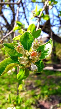 ЗАЦВЕТАЕТ ЯБЛОНЯ / ЗАЦВЕТАЕТ ЯБЛОНЯ ,Г.ЧАШНИКИ