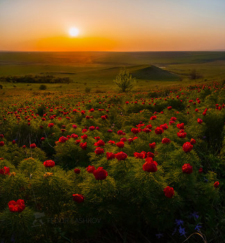 Роскошь весенней степи / Тёплый закат. Целое море алых пионов. Целый праздник весны!
Пион узколистный, или пион тонколистный, или пион воронец (лат. Paeonia tenuifolia). Занесён в Красную книгу России и её регионов: в том числе Ставропольского края. 
Ставропольская возвышенность. 
30 апреля, 2019. Фотопроект «Открывая Ставрополье». 
Приглашаю на фототур «Удивительное Ставрополье». Описание: https://vk.com/topic-69994899_39416499 (контакт) и https://web.facebook.com/notes/фотохудожник-фёдор-лашков/фототур-удивительное-ставрополье-весна-лето/2179523828973915/ (фейсбук).