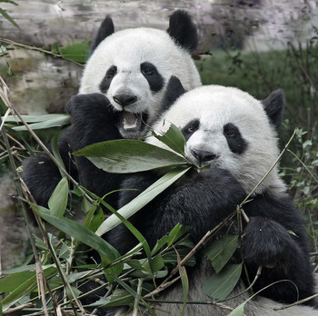 Семейный портрет / Центр разведения панд, Чэнду, пров. Сычуань, Китай.